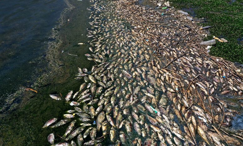 لبنان : 7 أطنان من السمك النافق تحولت للسوق وتم بيعها للمواطنين